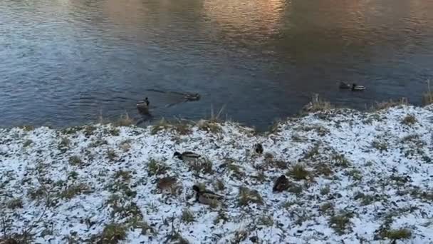 Wild ducks on Vah river, Ruzomberok, Slovakia 20s.