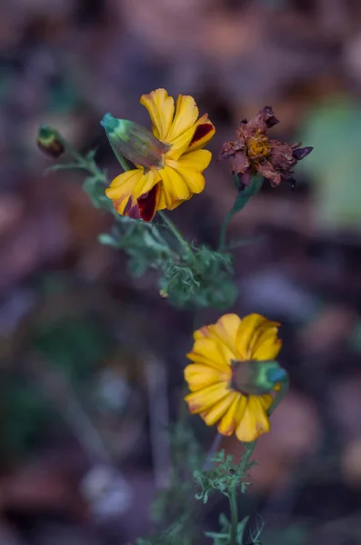 Kükreyen Arka Planda Kadife Çiçekleri Sonbahar Fotoğrafı — Stok fotoğraf