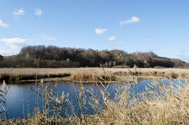 .Gölün arka planında sazlıklar var. Sonbahar manzarası.