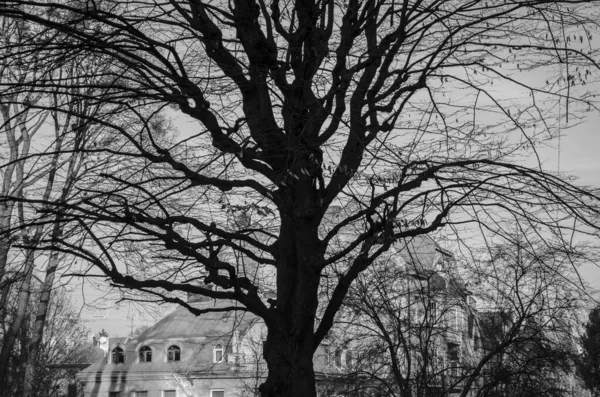 Γραφικό Δέντρο Χωρίς Φύλλα Στο Φόντο Της Παλιάς Πόλης Ασπρόμαυρη — Φωτογραφία Αρχείου