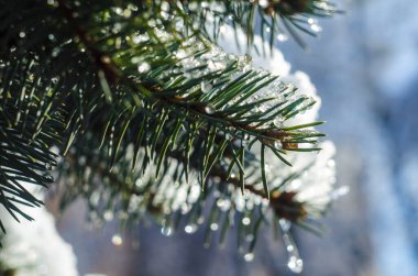 Soğuk hava. Beyaz kışdondurulmuş iğne yapraklı dallar. Karlı ormanda buzlu kış manzara.