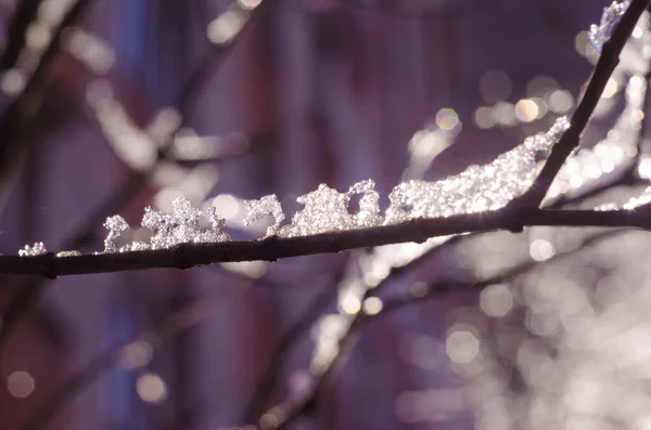 Дерева Снігом Зимовому Парку Тихий Зимовий Лісовий Пейзаж Сніг Гілках — стокове фото