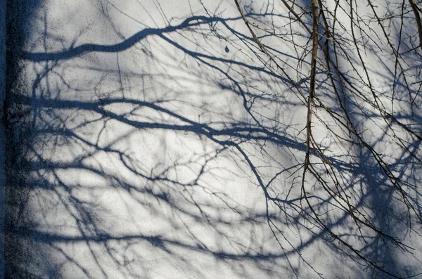 Sombras Ramas Árboles Sin Hojas Pared Foto Dibujo Gráfico Natural —  Fotos de Stock