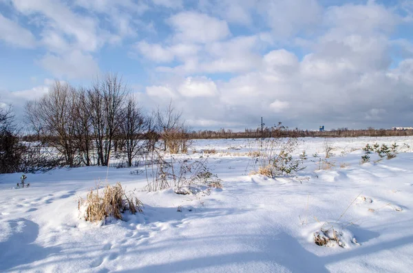 Foto Der Schneebedeckten Baumebene Horizont Mit Blauem Himmel Winterlandschaft Horizontal — Stockfoto