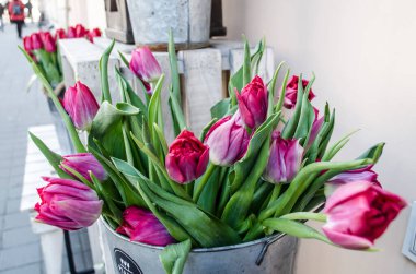 Bulanık deniz arka planında pembe manolya. Bahar fotoğrafı