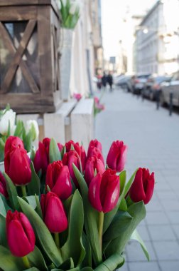 Bulanık deniz arka planında pembe manolya. Bahar fotoğrafı