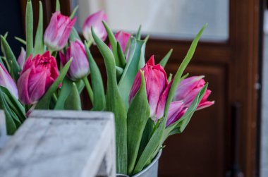 Pembe laleler şehrin arka planında bulanık bir zemin. Bahar çiçeği fotoğrafı..