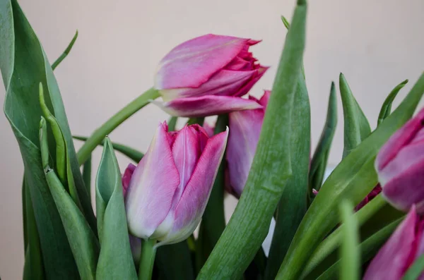 Pink Tulips Light Blurred Background Background Cityscape Spring Floral Photo — Stock Photo, Image
