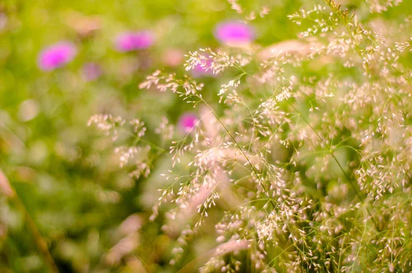 Rostliny Přírodě Jarní Sezóna Nový Život Zelené Listí Přírodní Květinové — Stock fotografie