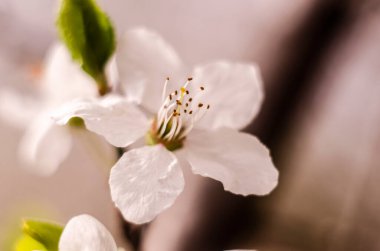 Bahar küçük çiçekler mavi gökyüzü ve yeşil yaprakları bir arka plan üzerinde beyaz çiçek açması ile bir ağaç dalı. Bahar arka plan. Yakın çekim.