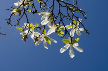 Bulanık deniz arka planında pembe manolya. Bahar fotoğrafı