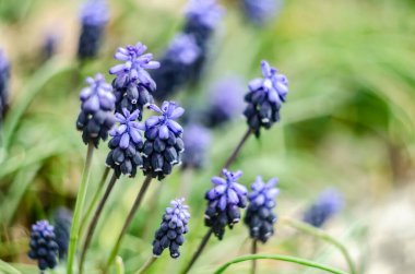 Üzüm sümbülleri mavi çiçekleri. Bahar mavisi çiçeklerinin Muscri fotoğrafı.