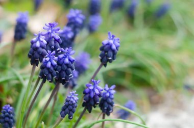 Üzüm sümbülleri mavi çiçekleri. Bahar mavisi çiçeklerinin Muscri fotoğrafı.