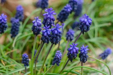 Üzüm sümbülleri mavi çiçekleri. Bahar mavisi çiçeklerinin Muscri fotoğrafı.