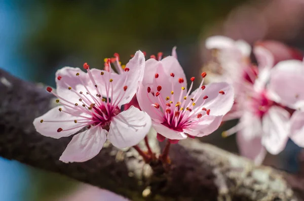 Hermosas Flores Una Rama Árbol Fondo Primavera Árbol Flores Floración — Foto de Stock