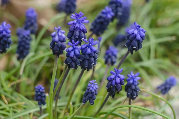 Üzüm sümbülleri mavi çiçekleri. Bahar mavisi çiçeklerinin Muscri fotoğrafı.