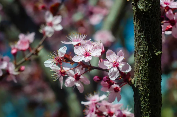 Hermosas Flores Una Rama Árbol Fondo Primavera Árbol Flores Floración — Foto de Stock