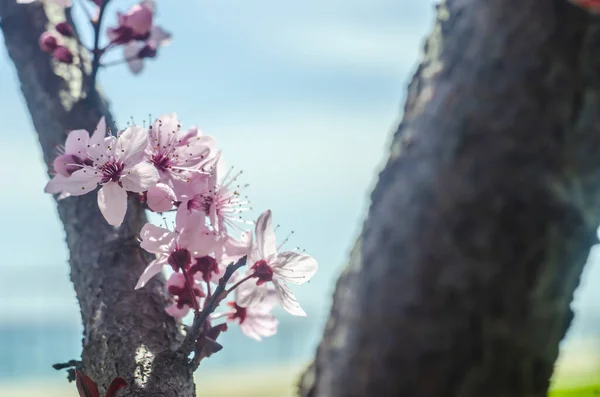 Hermosas Flores Una Rama Árbol Fondo Primavera Árbol Flores Floración — Foto de Stock