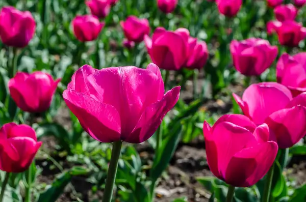 Květinové Lůžko Růžových Tulipánů Foto Slunečného Dne Jarní Květiny — Stock fotografie
