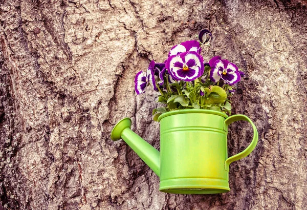 Heart Viola Tricolor Flowers Light Green Watering Can Wood Background — Photo