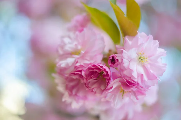 Hermosas Flores Una Rama Árbol Fondo Primavera Árbol Flores Floración — Foto de Stock