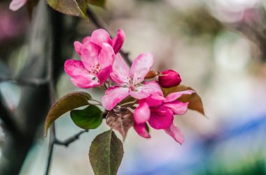 Çiçekli cennet elmaları solmuş arka planda.