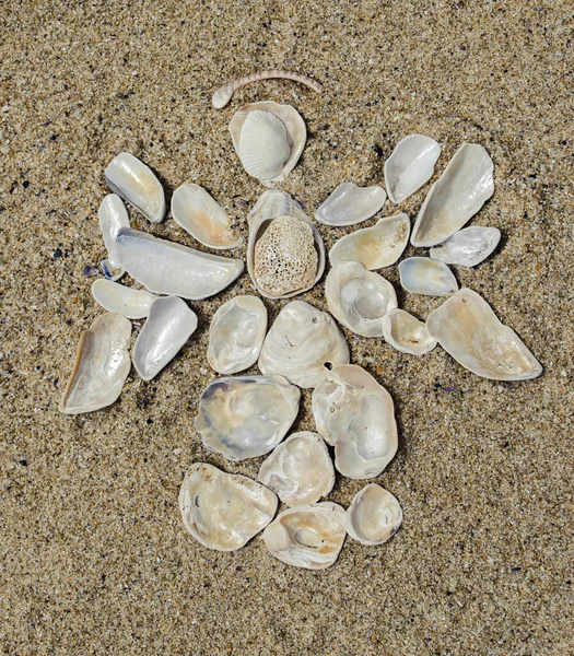 天使は砂の上に白い貝殻を置いた 夏のリラクゼーション海の写真 — ストック写真