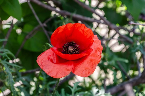 Red Poppy Field Light Crimson Flower — Stockfoto