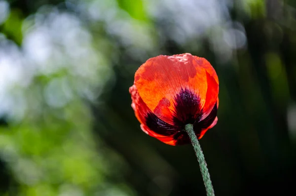 Red Poppy Field Light Crimson Flower — Photo
