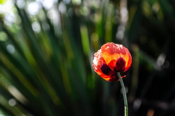 Red Poppy Field Light Crimson Flower — Foto Stock