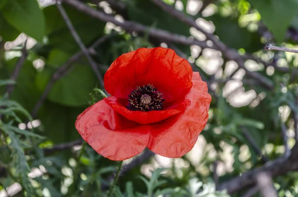 Red Poppy Field Light Crimson Flower — Photo