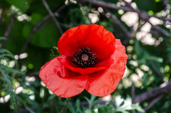 Röd Vallmo Fältet Ljus Karmosinblomma — Stockfoto