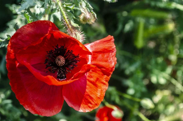 Röd Vallmo Fältet Ljus Karmosinblomma — Stockfoto