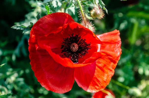 Röd Vallmo Fältet Ljus Karmosinblomma — Stockfoto