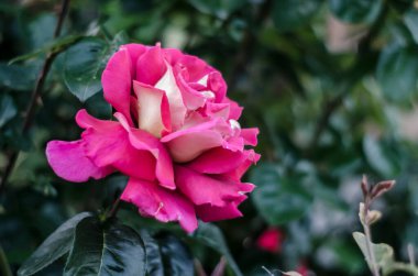 Yeşil bir arka plan üzerinde güzel tek pembe gül.