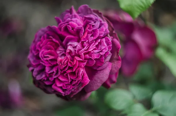 Rose Purple Red English William Shakespeare Shrub Garden Flowers Summer — Stockfoto