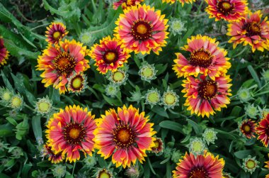 Gaillardia yeşil yapraklardan oluşan arka planda güneşli sarı-turuncu çiçekler. Yaz çiçeği fotoğrafı.