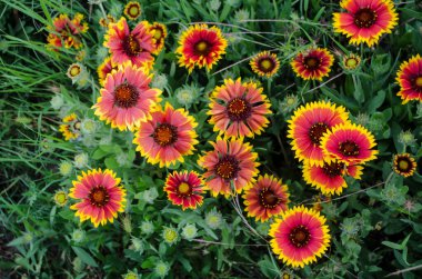 Gaillardia yeşil yapraklardan oluşan arka planda güneşli sarı-turuncu çiçekler. Yaz çiçeği fotoğrafı.