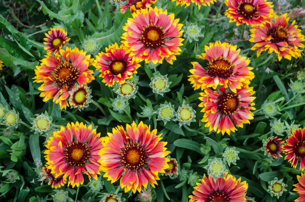 Gaillardia Yeşil Yapraklardan Oluşan Arka Planda Güneşli Sarı Turuncu Çiçekler — Stok fotoğraf