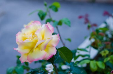 Yeşil arka plan bulanık üzerinde güzel tek şeftali gül.