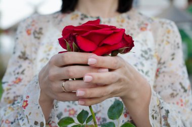 Nazik manikürlü bir kadın eli kırmızı bir gül tutuyor. Güzel romantik fotoğraf..
