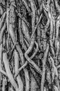 Eski sarmaşık gövdeleri ağacın ahşap gövdesiyle sarmalanmıştır. Gizemli tek renkli fotograf Druidlerin gizemli ormanı.