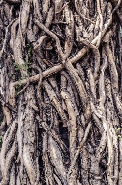 Eski sarmaşık gövdeleri ağacın ahşap gövdesiyle sarmalanmıştır. Gizemli tek renkli fotograf Druidlerin gizemli ormanı.