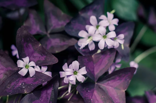 Decorative Plant Triangularis Purple Leaves Light Flowers Floral Macro Photo — ストック写真