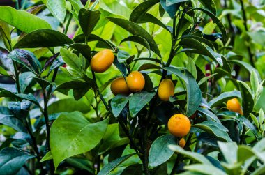 Citrus fruits lemon tangerine on green branches. Tropical fruits photo.