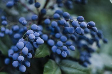 Mahogany holly with blue-violet berries photo bush branch with thorns and leaves. Medicinal decorative plant photo.