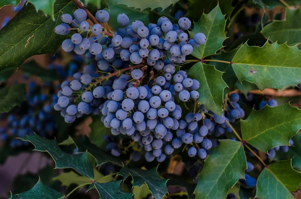 Mahogany Holly Blue Violet Berries Photo Bush Branch Thorns Leaves — Zdjęcie stockowe