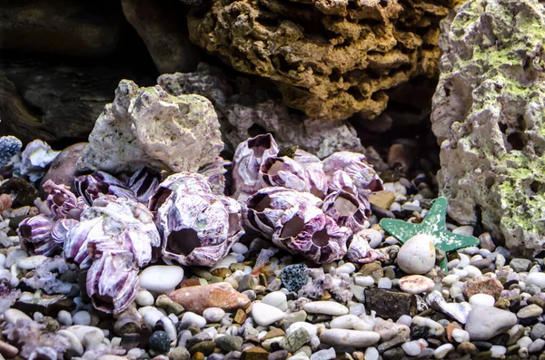 Sea Pebbles Shells Corals Sand Aquarium Decor Element Summer Relaxation —  Fotos de Stock