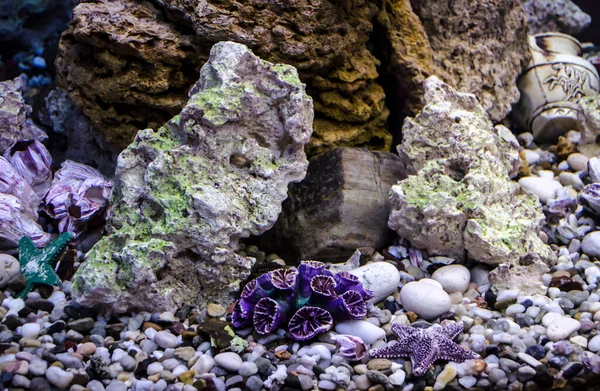 Sea Pebbles Shells Corals Sand Aquarium Decor Element Summer Relaxation — 스톡 사진