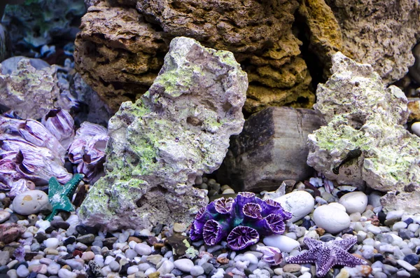 Sea Pebbles Shells Corals Sand Aquarium Decor Element Summer Relaxation — 스톡 사진